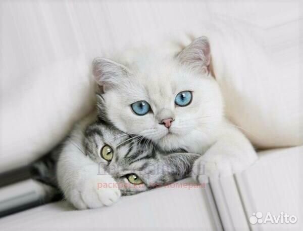 Алмазная мозаика 30x40 Белая кошечка и полосатый к