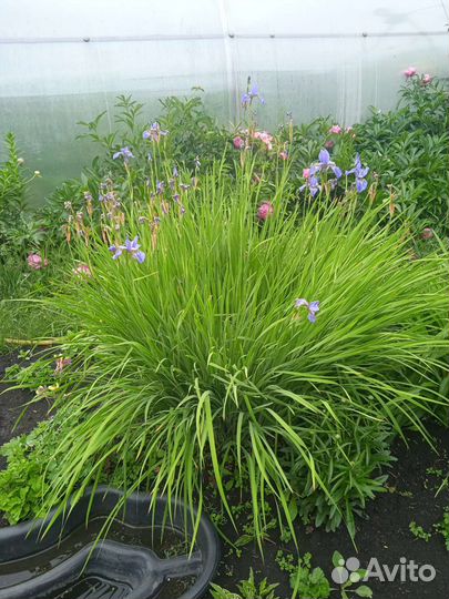 Ирис болотный