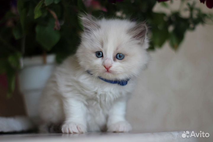 Регдолл котик и кошечка Rag a03 WCF