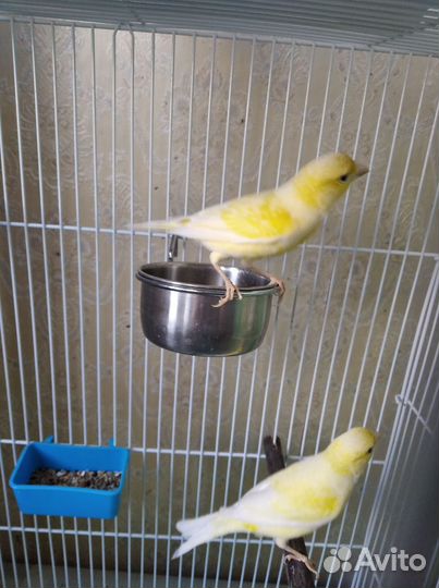 Кенара и канарейки