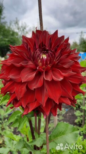 Георгины клубни