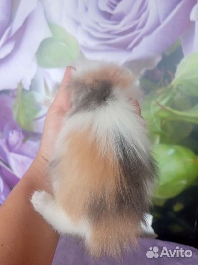 Котенок девочка бесплатно