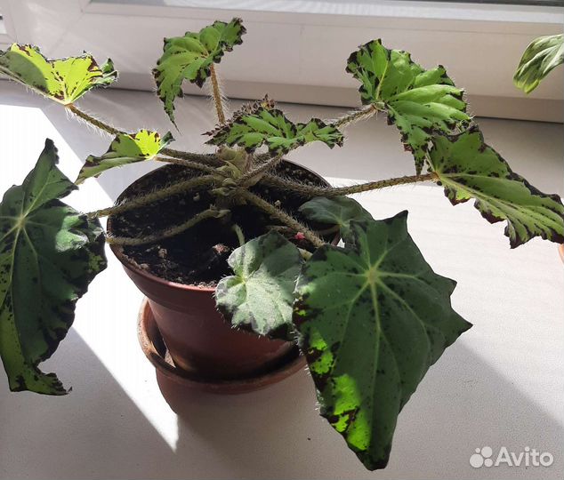 Бегония королевская