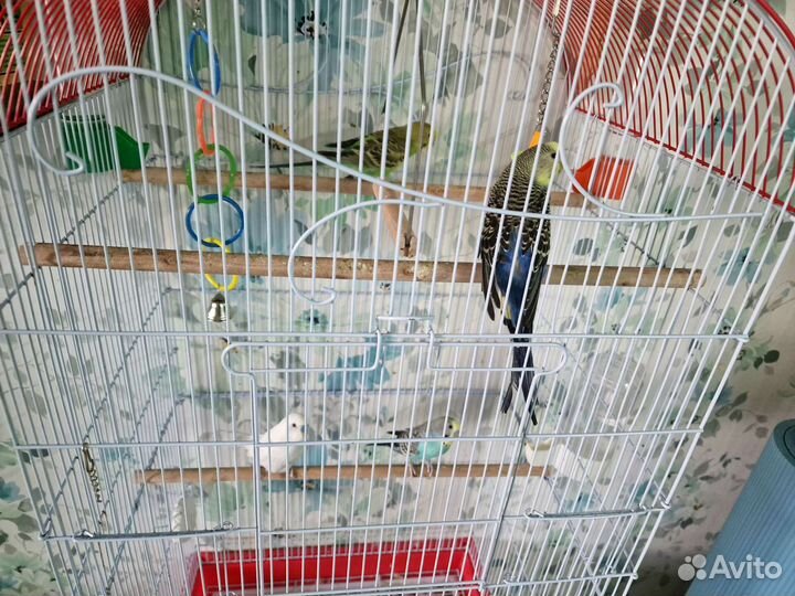 Волнистый попугай