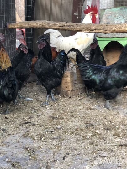 Молодые петухи