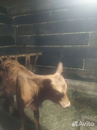 Телочка 2месяца