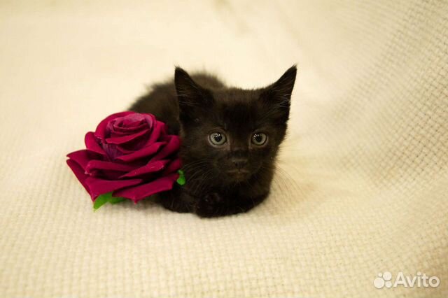 Чёрный котенок мальчик 2 месяца
