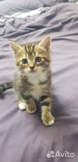 Отдам в добрые руки