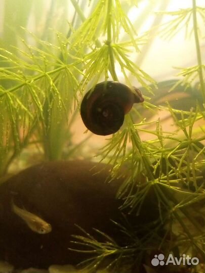 Улитки катушки (аквариумные)