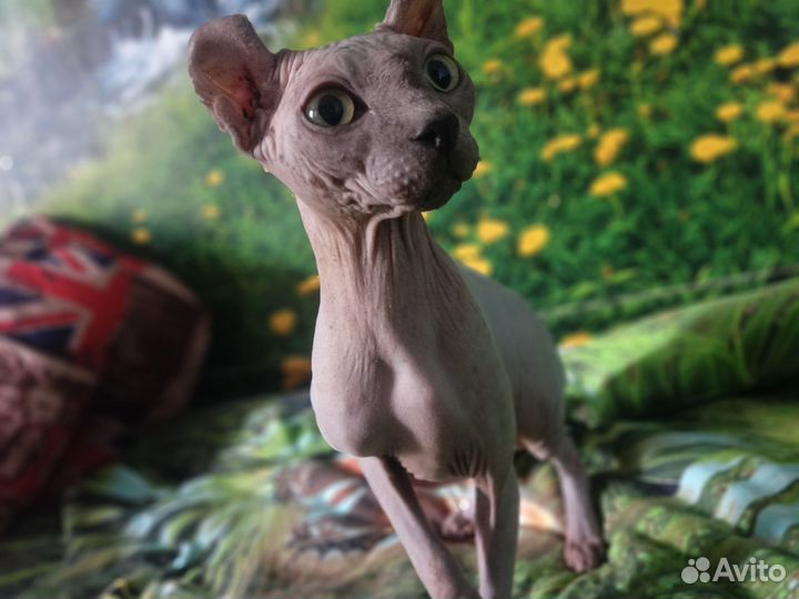 Канадский сфинкс эльф