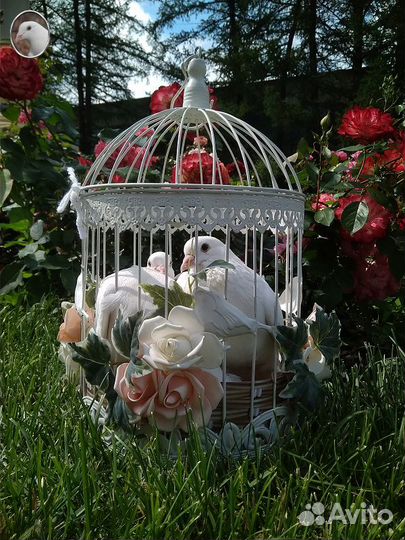 Белые спортивные голуби