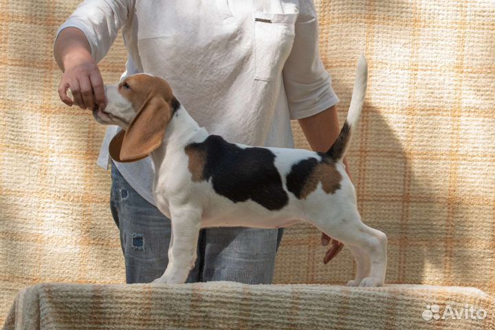 Щенки бигль