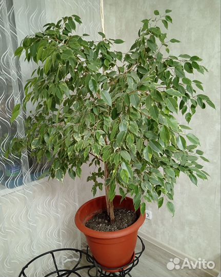 Фикус бенджамина большой
