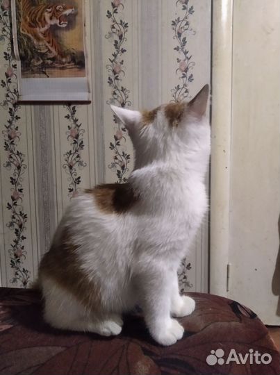 Котик 5 месяцев