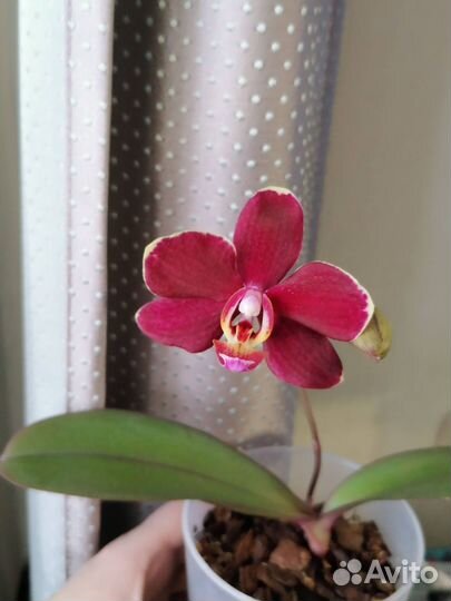 Орхидея сортовая