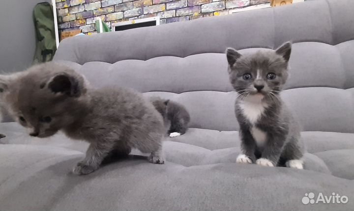 Отдам в добрые руки котят