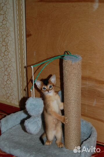 Аби Девочки