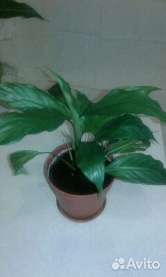 Комнатные цветы