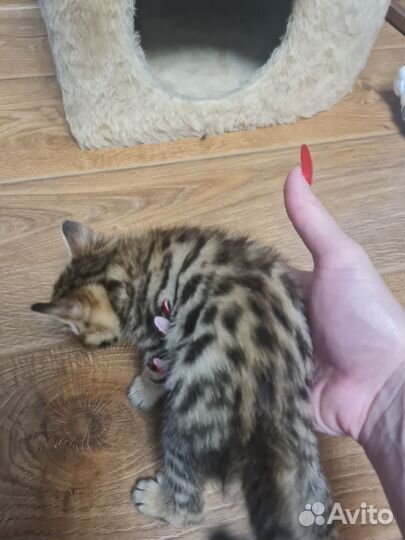 Бенгальская кошка