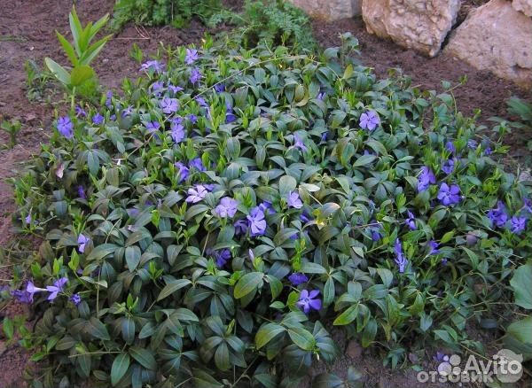 Барвинок малый почвопокровный, вечнозелёный