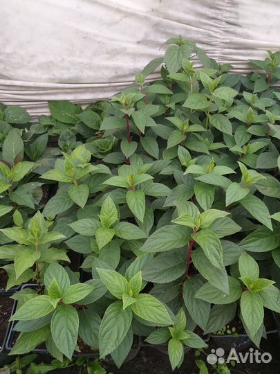 Гортензия Самарская лидия