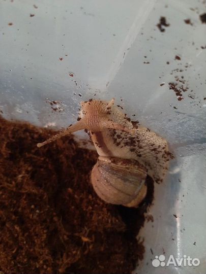 Улитки ахатины бесплатно