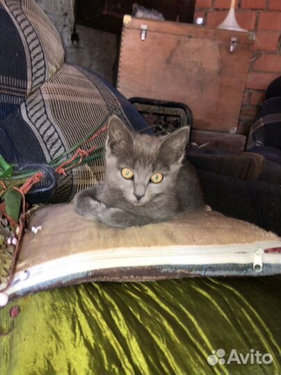 Котята в добрые руки бесплатно