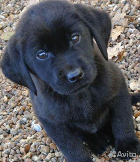 Щенки лабрадора