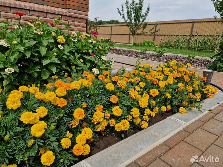 Бархатцы семена