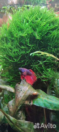 Аквариумные рыбки