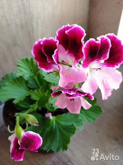 Пеларгония герань королевская