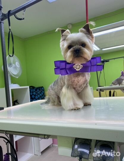 Стрижка собак.Груминг. Стрижка животных