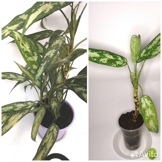 Комнатные растения 222