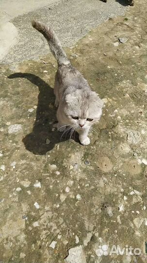 Домашние животные кошки