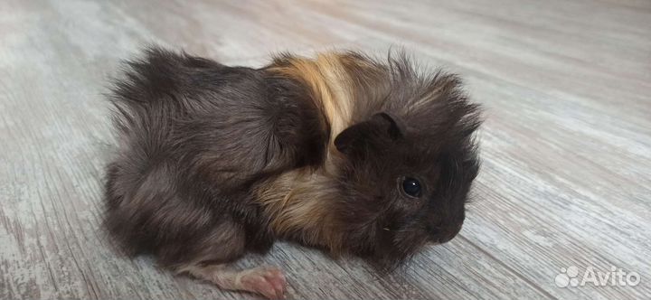 Морская свинка