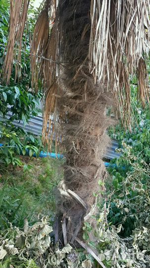 Пальма Трахикарпус Форчуна