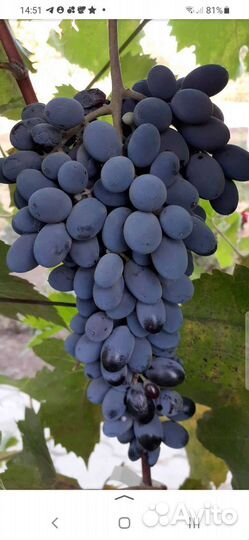 Саженцы винограда Юпитер