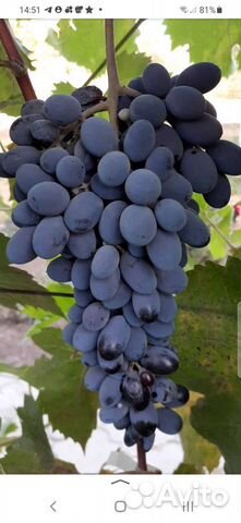 Саженцы винограда Юпитер