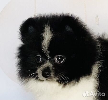 Померанский шпиц