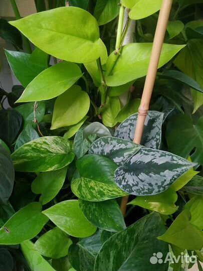 Сциндапсус эпипремнум, гиппеаструм double dream