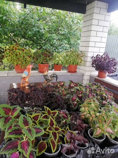 Колеусы для дома и сада