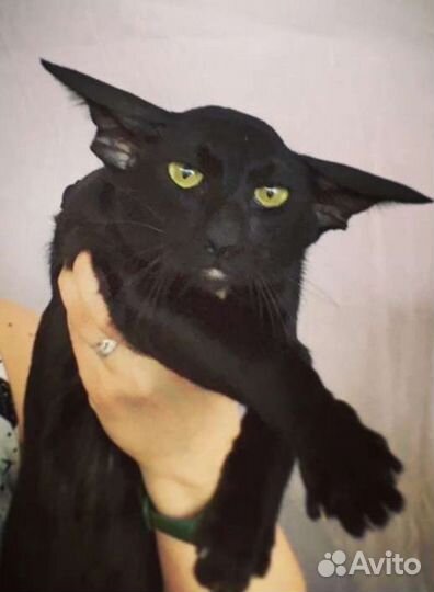 Ориентальный кот вязка