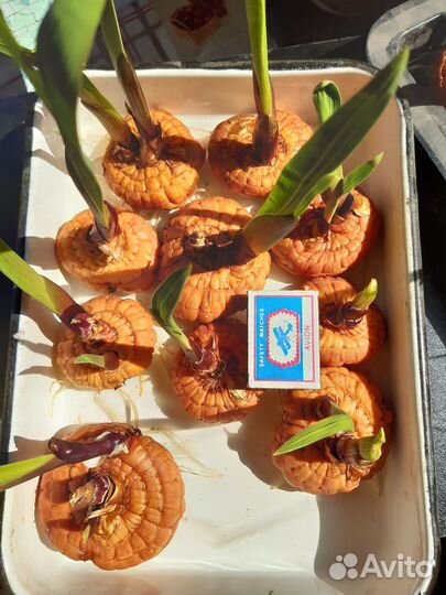 Гладиолусы луковицы