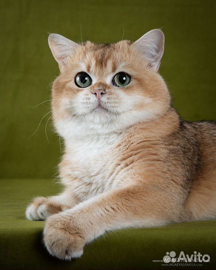 Котик золотая британская шиншилла на вязку