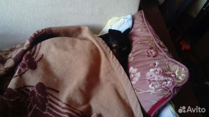 Ищем девочку. Ягд терьер. мальчик