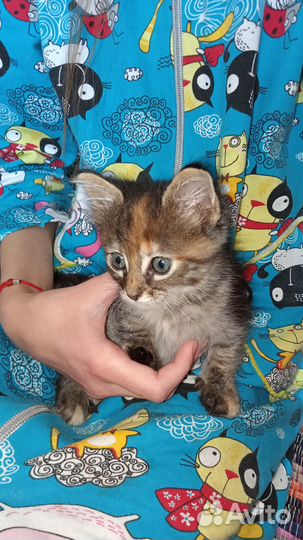 Пушистое чудо