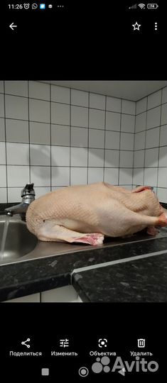 Гусята суточные и подрощеные