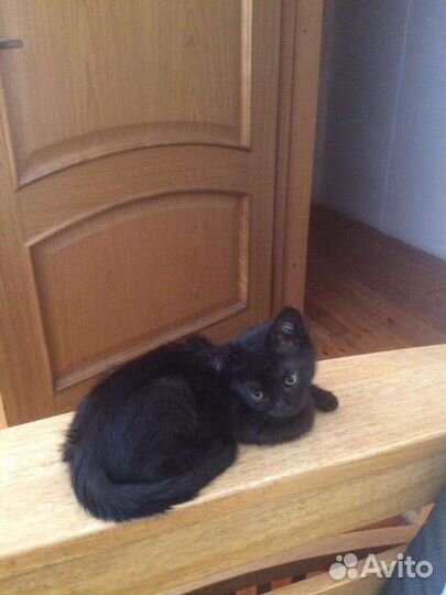 Котенок-мальчик 2мес