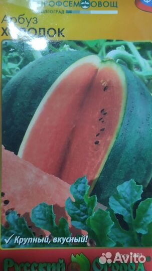 Рассада арбуза