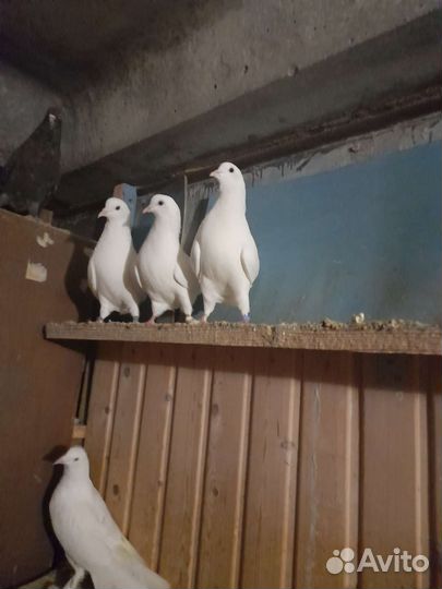 Голубь